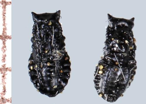 Eulophus sp.